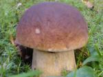 DSC00503